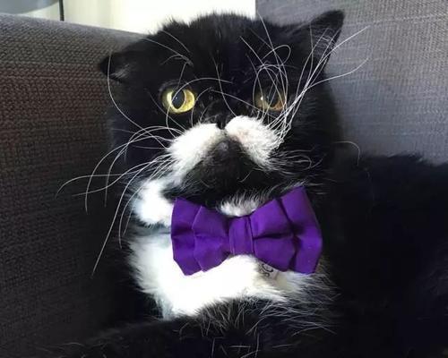 小心！猫咪咬人的四个原因（当你撸猫咪时，请谨慎考虑这些情况）