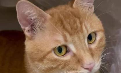 猫咪的情感认同（探究猫咪与主人之间的情感纽带及流浪猫对人类的恐惧原因）