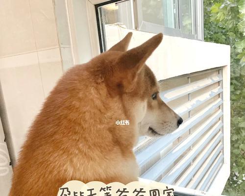 狗狗怀孕待产，主人应该做什么？（准备与注意事项，助力狗狗顺利分娩）