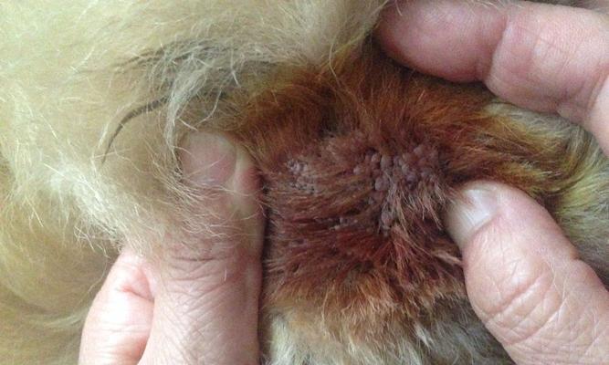 如何正确补钙给金毛犬（缺钙的金毛犬表现及补钙方法）