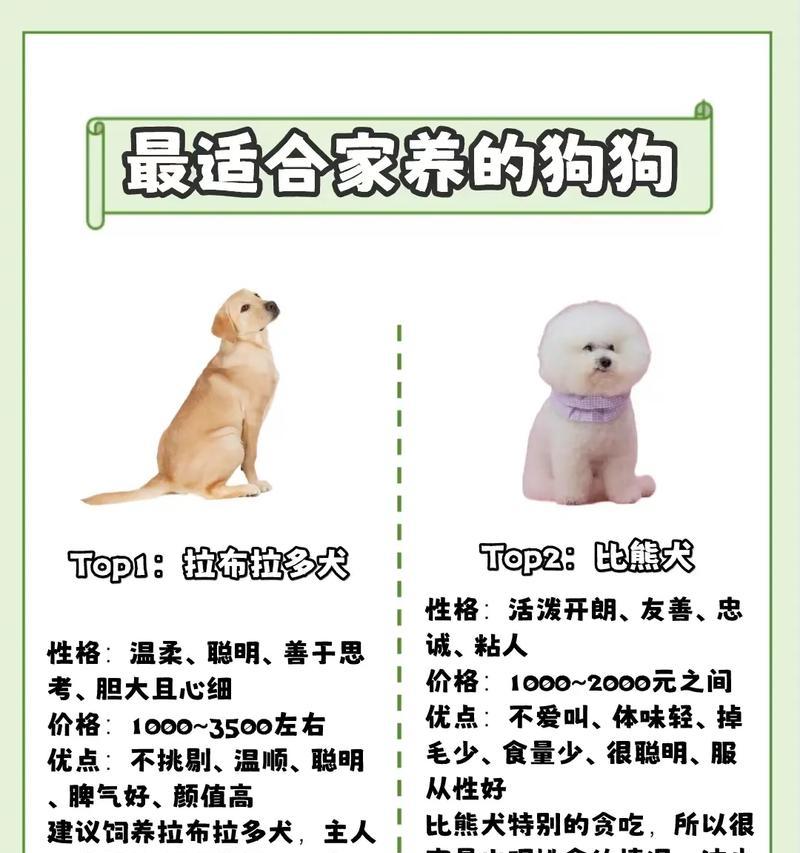 上班族想养狗？这几种狗狗最容易养（选择适合上班族的狗狗品种，为宠物和工作两不误提供解决方案）