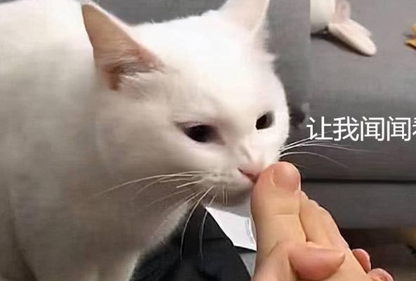 如何让猫咪喜欢你的味道（建立亲密关系的4个关键步骤）