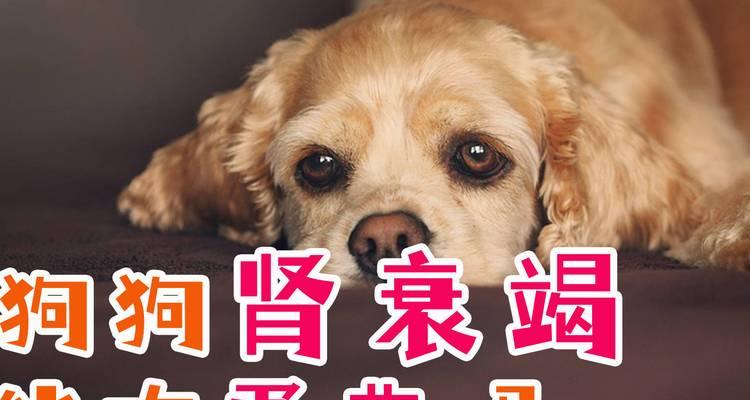狗狗的饮食要注意！远离过量鸡蛋摄入的危害（了解为什么狗狗不能每天都吃鸡蛋以及相关饮食建议）