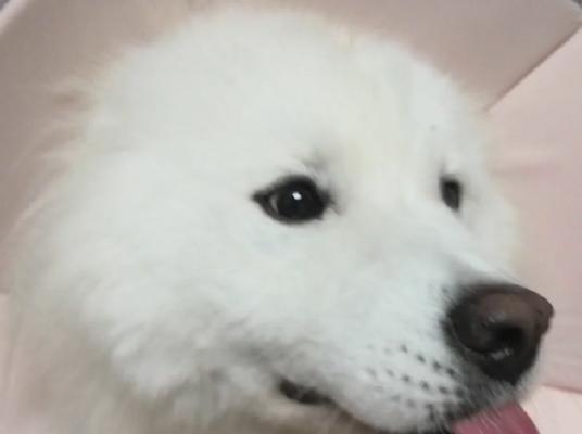 为什么狗狗不喜欢伊丽莎白圈？（探索狗狗对伊丽莎白圈的厌恶原因及如何改变它们的看法）