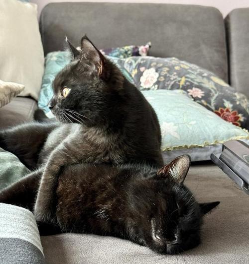 如何增加猫咪的食欲？（有效方法解决猫咪不爱吃东西的问题）