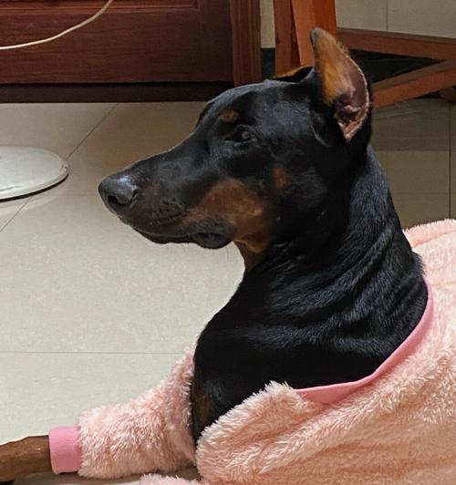 杜宾犬（探寻杜宾犬独特的特点和立耳过程的魅力）
