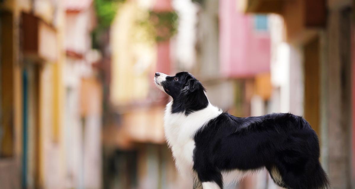 边境牧羊犬的五大特点及其在家庭中的作用（了解边境牧羊犬，让你的家庭更完美）