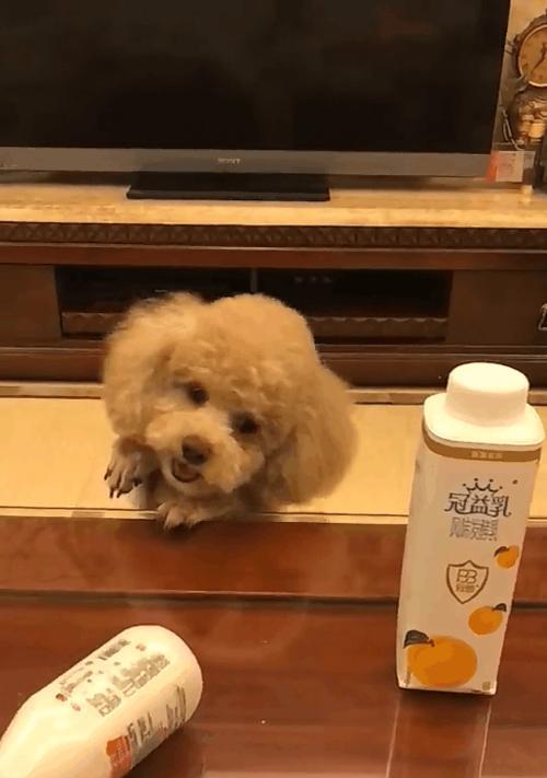 泰迪可以喝酸奶吗？（泰迪喝酸奶的几大好处）
