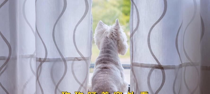 狗狗为什么喜欢把头伸出窗外？（探讨狗狗伸头窗外的原因及意义）