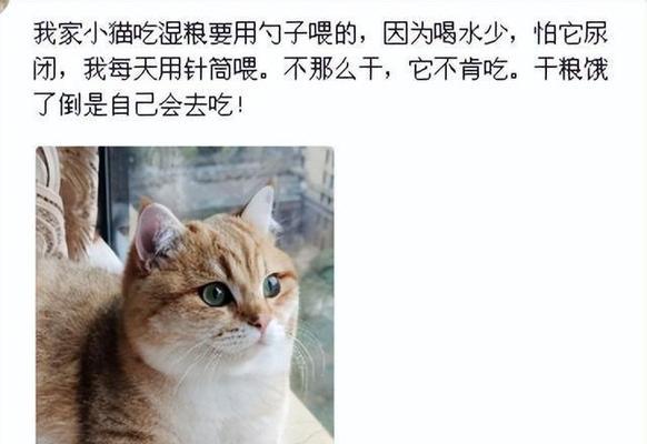 如何让猫与你建立深厚的感情？（了解猫的需求和行为习惯，让它成为你的亲密伙伴）