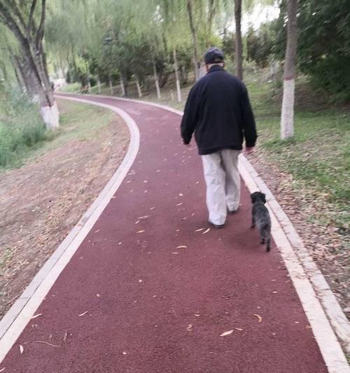 关爱老年犬（让老年犬更舒服的散步方法和营养品推荐）
