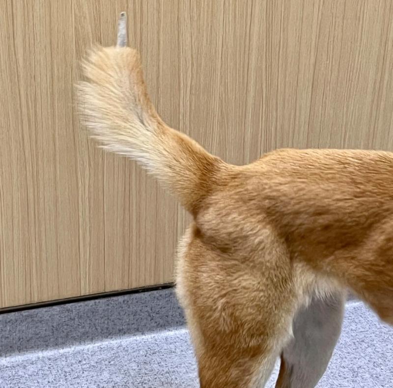 狗狗为什么要剪断尾巴？（揭开狗狗尾巴剪断之谜）