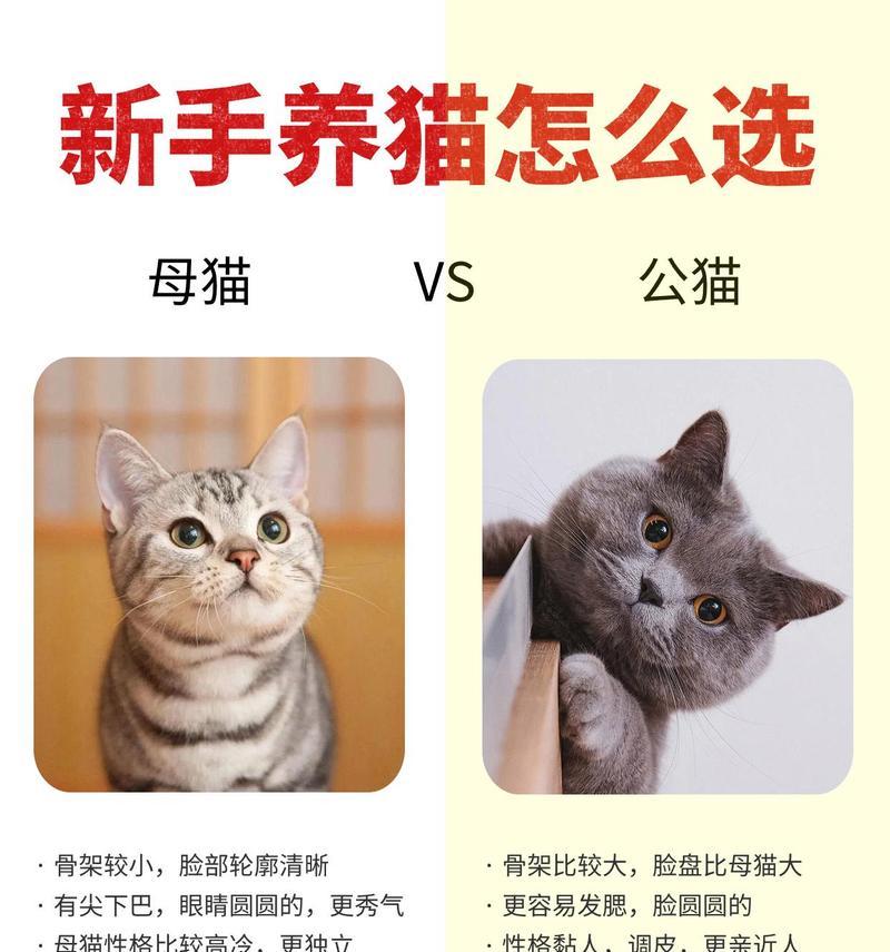 新手养猫，选择英短还是美短？（以适合新手的需求为出发点，分析英短和美短的特点与优劣）