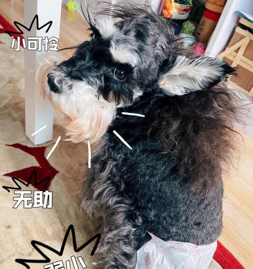 狗狗也有生理期，不必慌张（关心狗狗的生理需求，注意饮食健康）