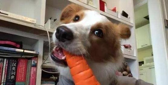 为什么要给狗狗喂狗粮？（探讨狗粮在狗狗饮食中的重要性）