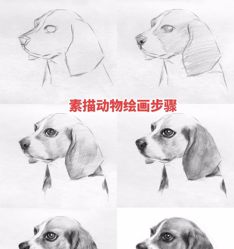 幼犬的适宜食物与喂养方法（确保幼犬健康成长的饮食指南）