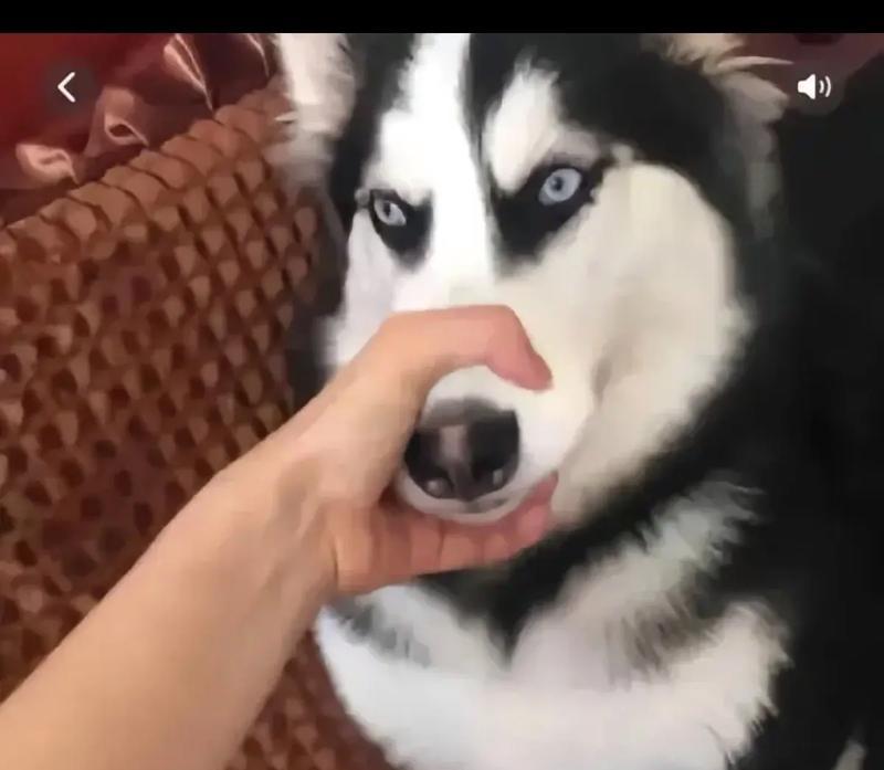 如何有效抑制狗狗乱咬东西的习惯？（培养良好咬嗜习惯，）