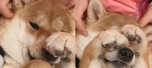 狗狗为什么喜欢躲起来？（探寻狗狗躲藏背后的原因）