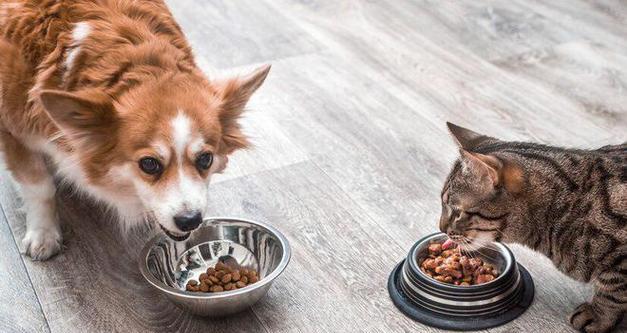 猫咪的健康餐（满足猫咪口味与健康需求的经济选择，让主人不再为猫粮烦恼）
