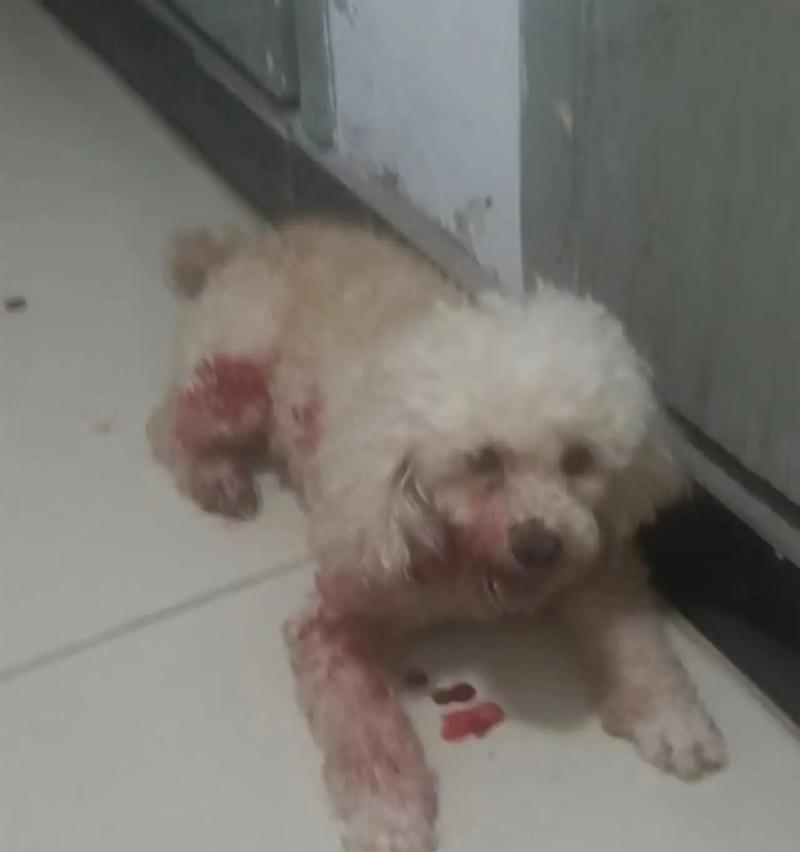 泰迪犬的排便频率与健康（了解泰迪犬的正常排便次数，关注宠物健康）