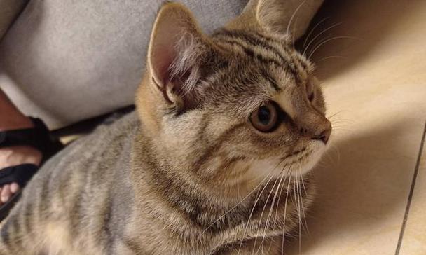 猫咪绝育后的精神状态变化真相揭秘（乖巧还是凶猛？探讨猫咪绝育对性格的影响）