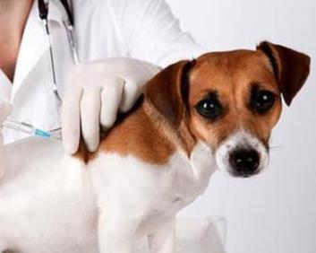 狗狗为何每年必须接种疫苗？（探究幼犬免疫力及疫苗接种的重要性）