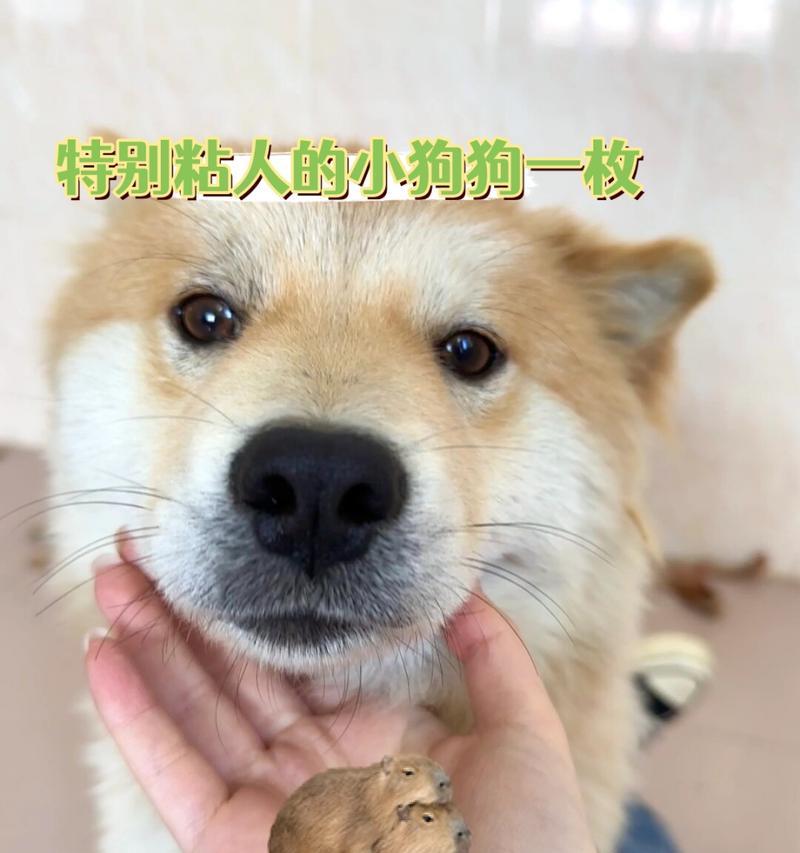 不粘人的狗狗盘点（探寻最不粘人的六种狗狗）