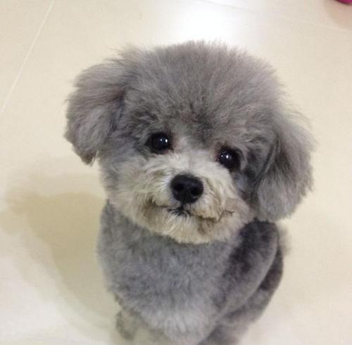 贵宾犬的多彩外貌（解析贵宾犬的人气之谜与颜色选择趋势）