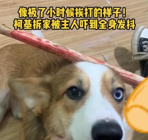 揭秘狗狗闯祸和搞破坏的背后原因（五个主要原因解析狗狗拆家行为）