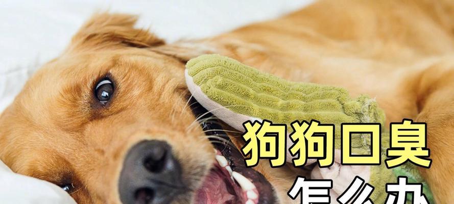 兽医给你6个祛臭建议，让狗狗洗澡后不再臭气熏天（如何让你的狗狗洗澡后长时间保持清香的味道）
