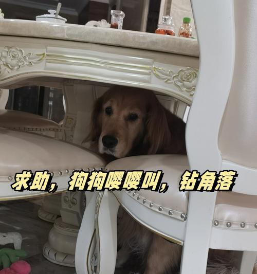 狗狗为什么总是哼哼唧唧？（探究狗狗哼哼唧唧的原因与解决方法）