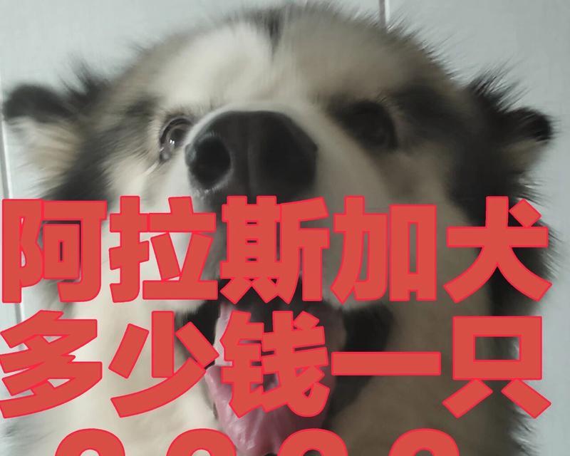 哈士奇与阿拉斯加犬（解析哈士奇和阿拉斯加犬的外观、性格和训练特点）