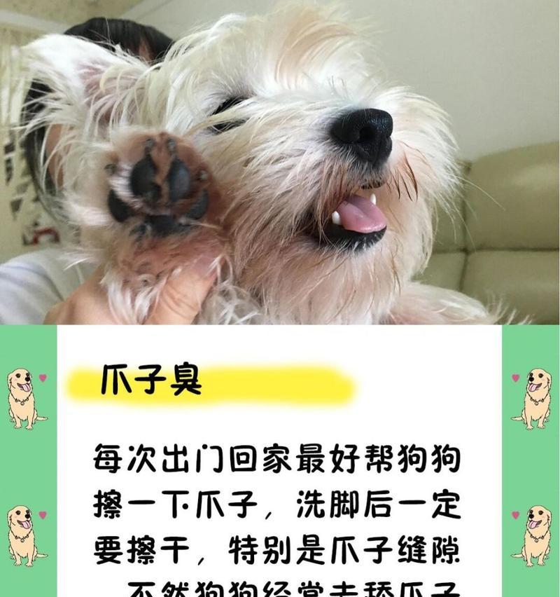 狗狗得耳螨的原因有几种？（探究耳螨感染的主要来源及预防方法）