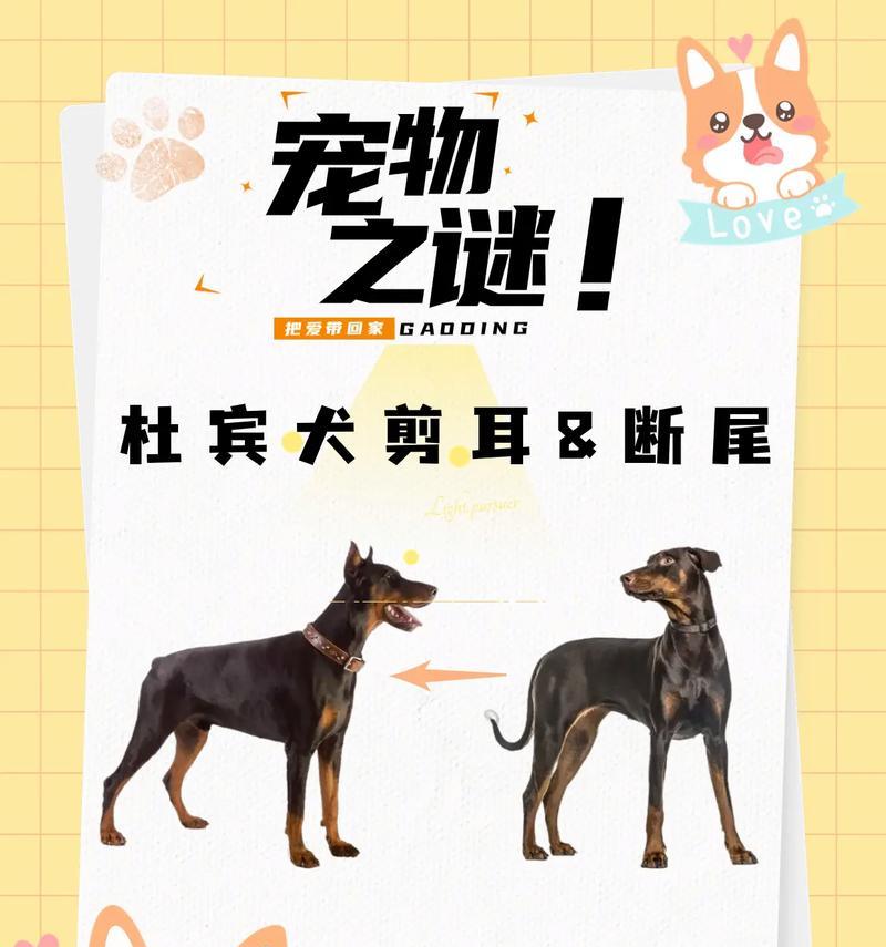 杜宾犬毛发打理指南（简单有效的美容方法让你的杜宾犬更加亮丽动人）
