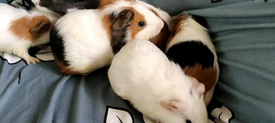 荷兰猪养殖指南（荷兰猪的养殖技巧、饲养要点及注意事项）