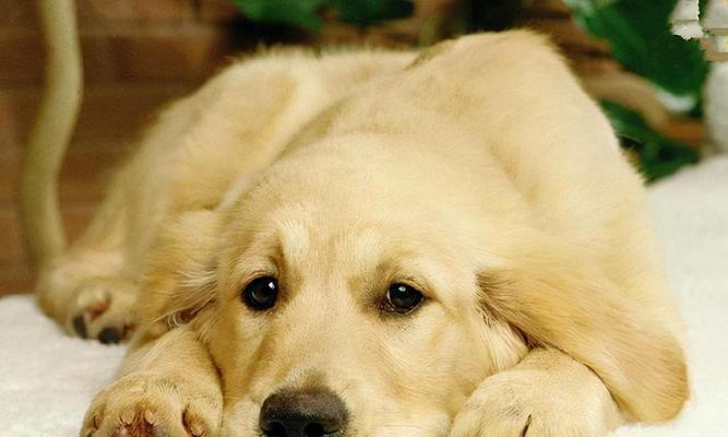 金毛犬食欲不振，可能的原因有哪些？（挑食、健康问题或环境变化都可能导致食欲不振）