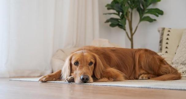 如何挑选一只纯种的金毛犬？（了解纯种金毛犬的五大特征，轻松挑选理想伙伴）