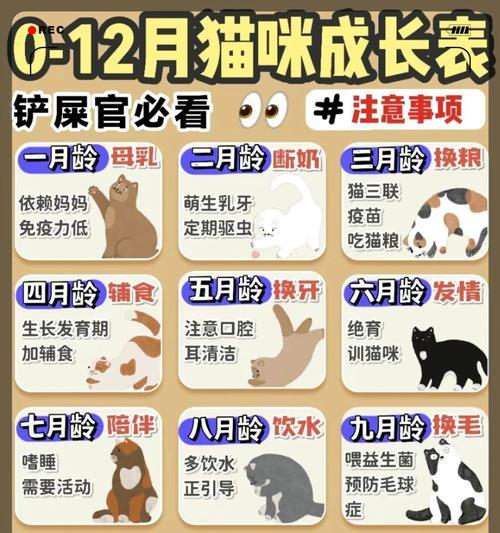 养猫之争（宠爱与性格的选择——养公猫还是母猫？）