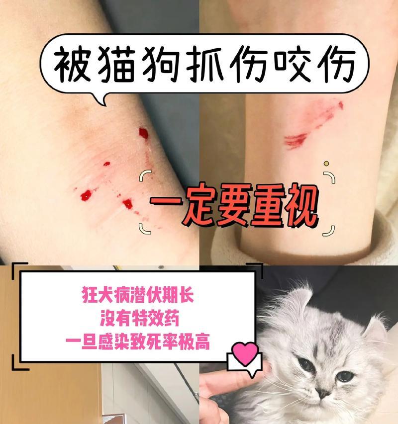 如何分辨狗狗是否患有狂犬病（了解狂犬病的特征，保护你的宠物）