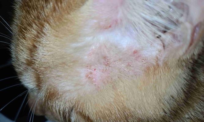 猫咪鼻子耳朵上的小黑点究竟是生病还是发霉？（探究猫咪鼻子耳朵上小黑点的成因及相关疾病）