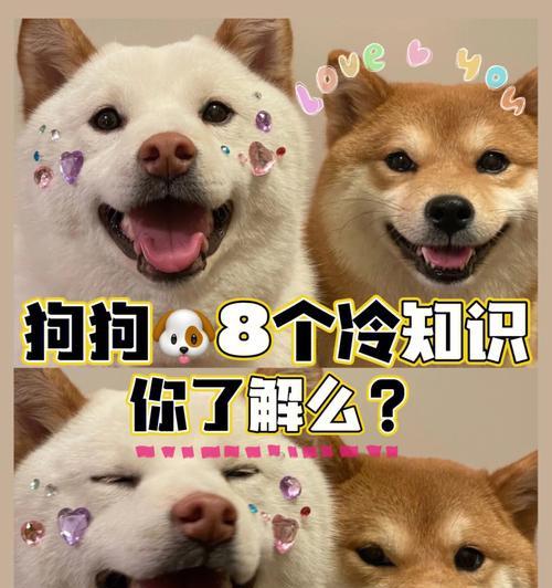 揭秘狗狗交配的四种方式（了解狗狗交配方式的全方位指南）