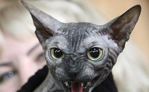 揭秘外星猫——斯芬克斯猫的奇妙品种（来自外太空的猫咪）