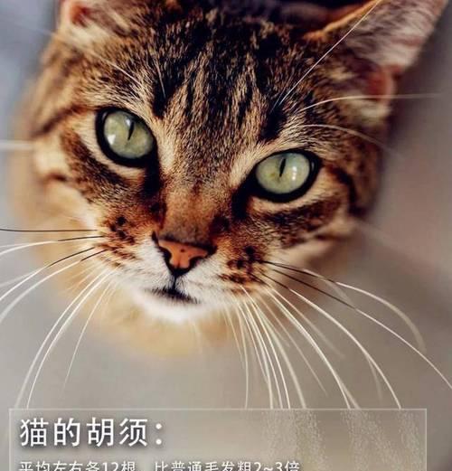 猫的视觉能力之谜（揭开猫咪夜视和近视之谜）