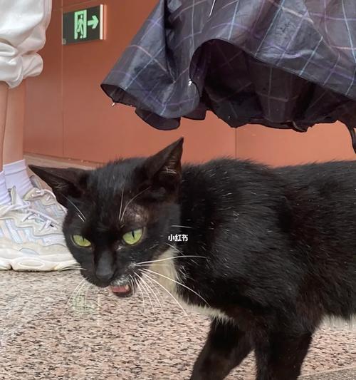 猫咪早上为什么异常黏人？（探究猫咪早上黏人行为的原因及背后的动机）