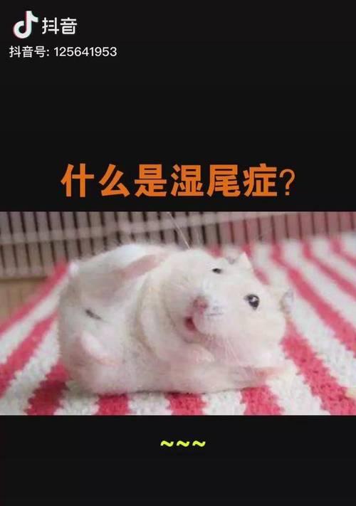 仓鼠湿尾病的预防与治疗（湿尾病是什么？如何治疗？）