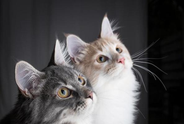 如何应对夜里过度活跃的猫咪（解决猫咪夜间活动过多的有效方法）