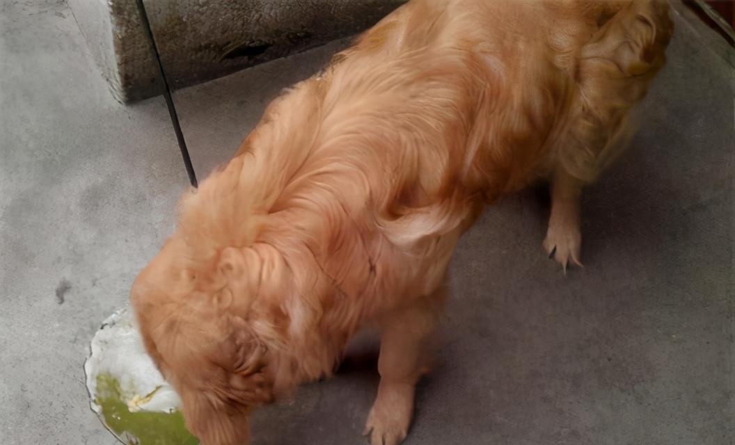 金毛犬拉稀的治疗方法（深入了解原因，精准治疗拉稀症状）