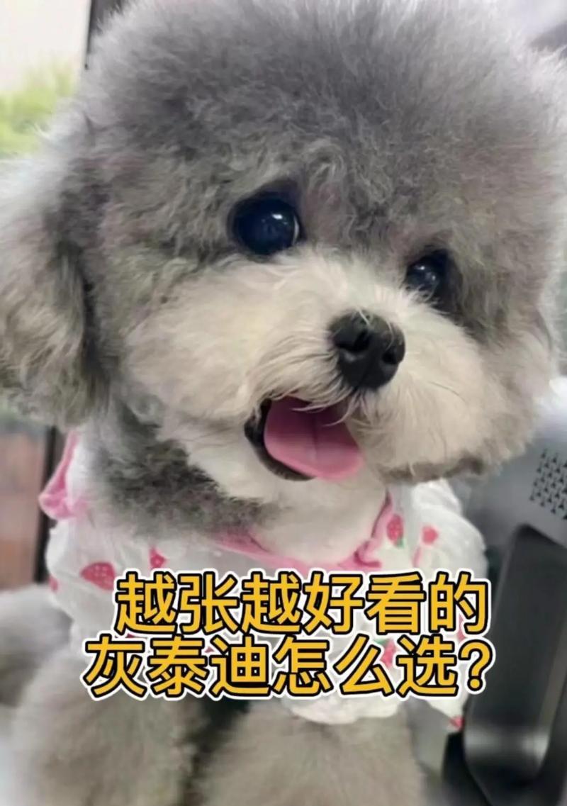 挑选泰迪纯种的6个秘籍（如何辨别泰迪纯种的关键特征）