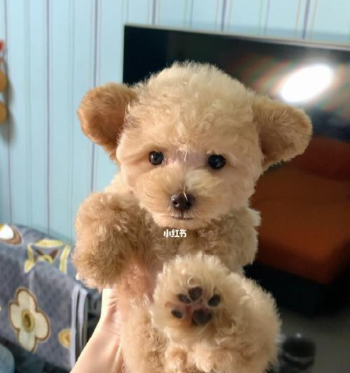 泰迪犬（探索泰迪犬的颜色之谜，揭示最贵的颜色是什么）