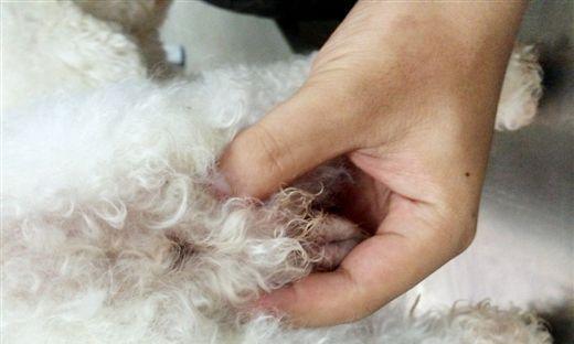 为什么要给狗狗定期挤肛门腺？（了解肛门腺的功能和清理的重要性）